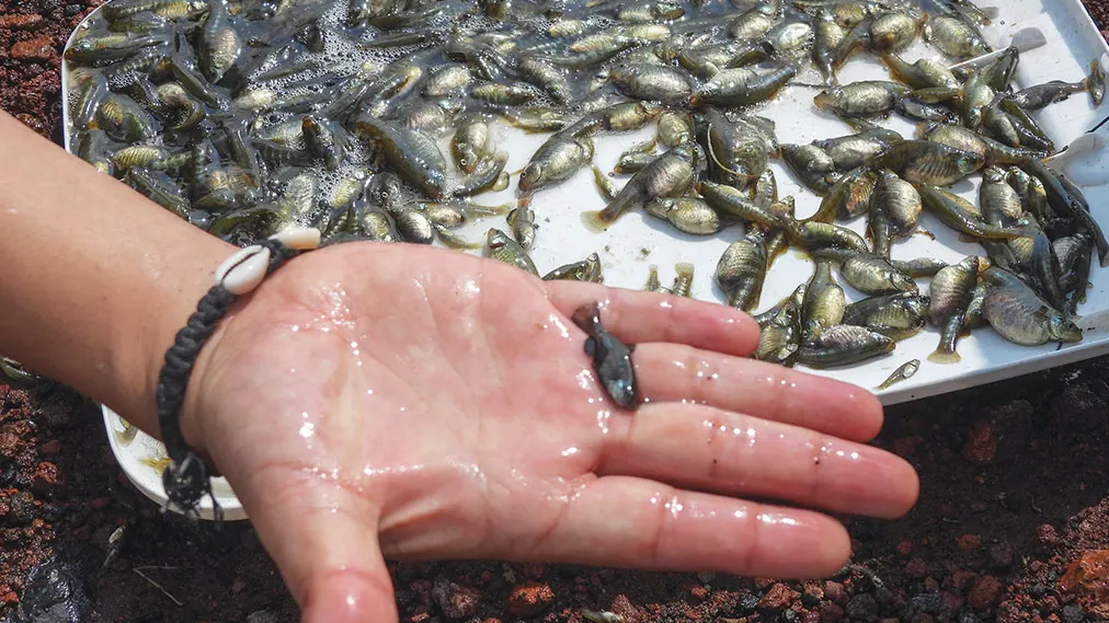 Una mano sostiene un pez pequeño junto a una charola con decenas de peces recién capturados