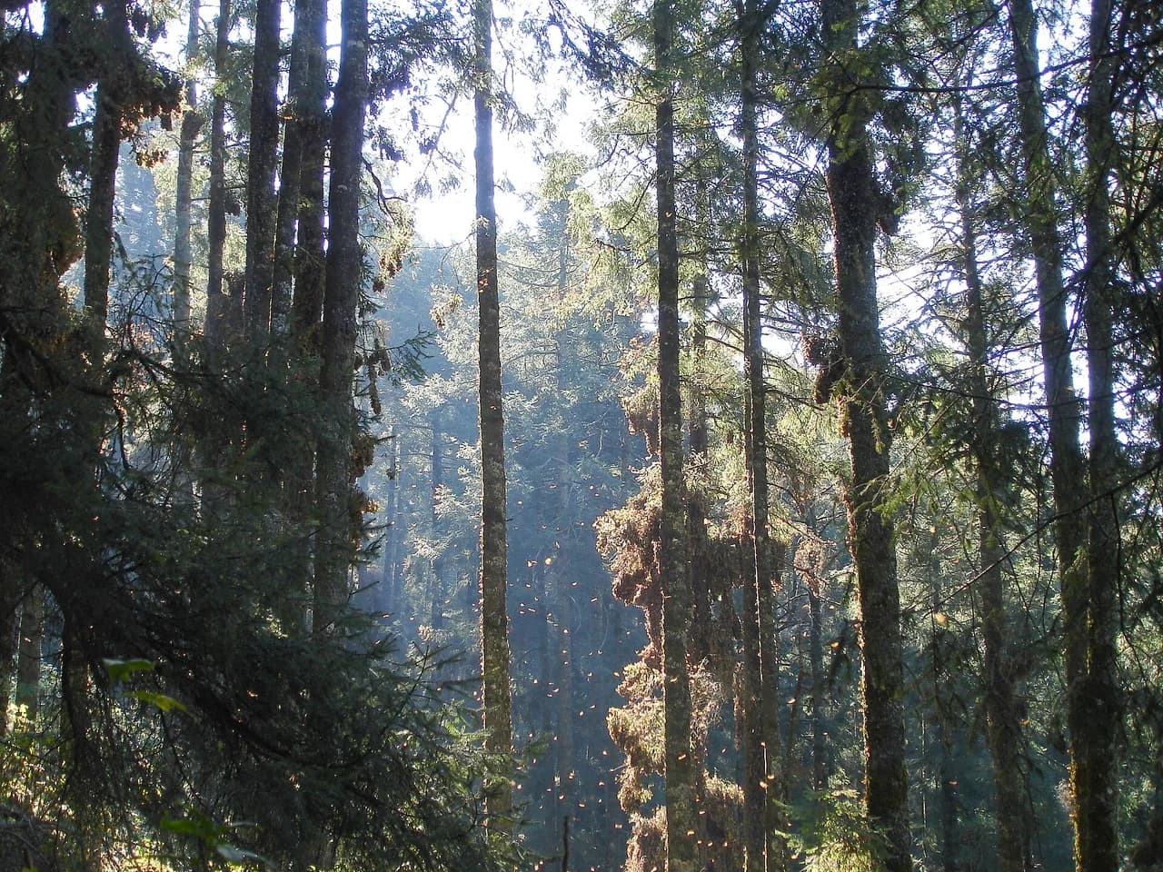 Región de la mariposa monarca