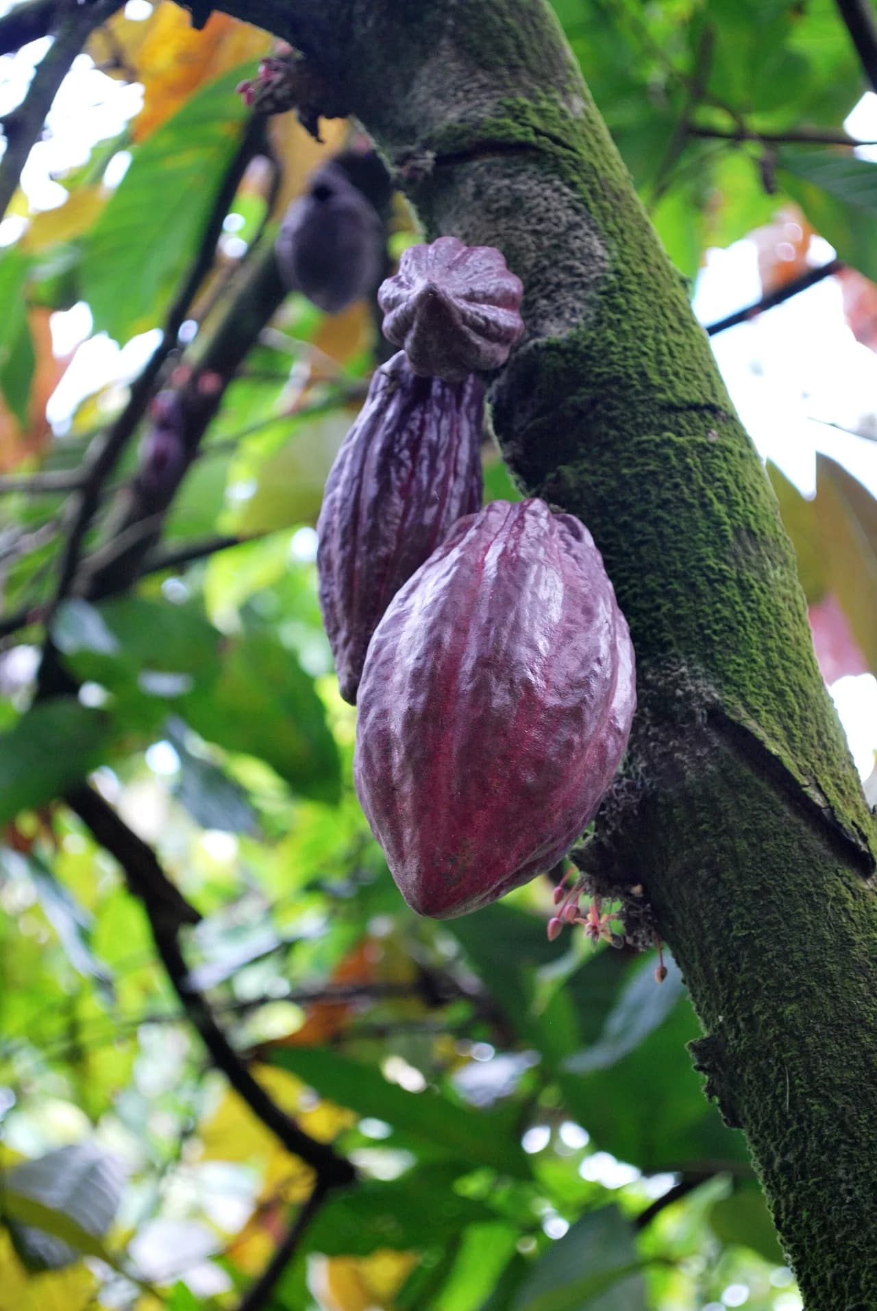 Sabores del cacao