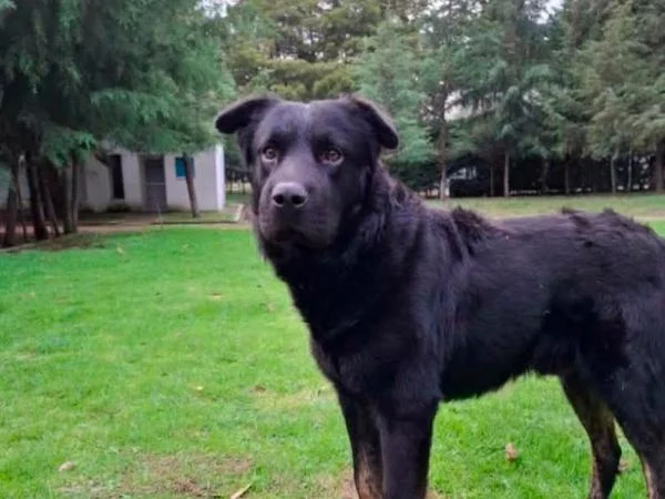 Fotografía del boletín oficial: SEDIF y Fiscalía coordinan atención y justicia para canino atropellado en Atlixco