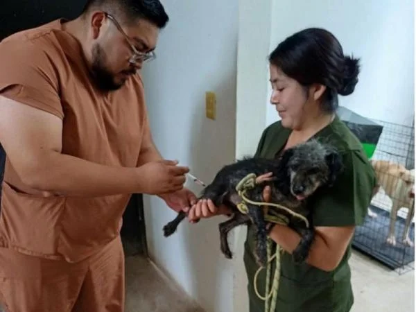 Fotografía del boletín oficial: Salud y SEDIF aplican vacunas antirrábicas a caninos bajo resguardo